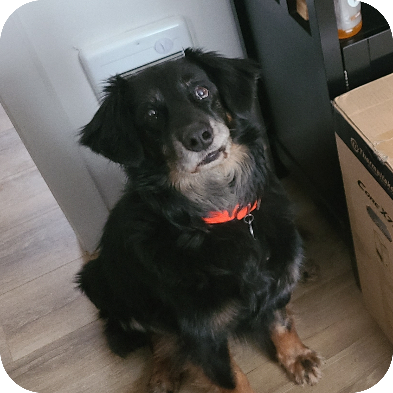 Chasm sitting and looking at the camera