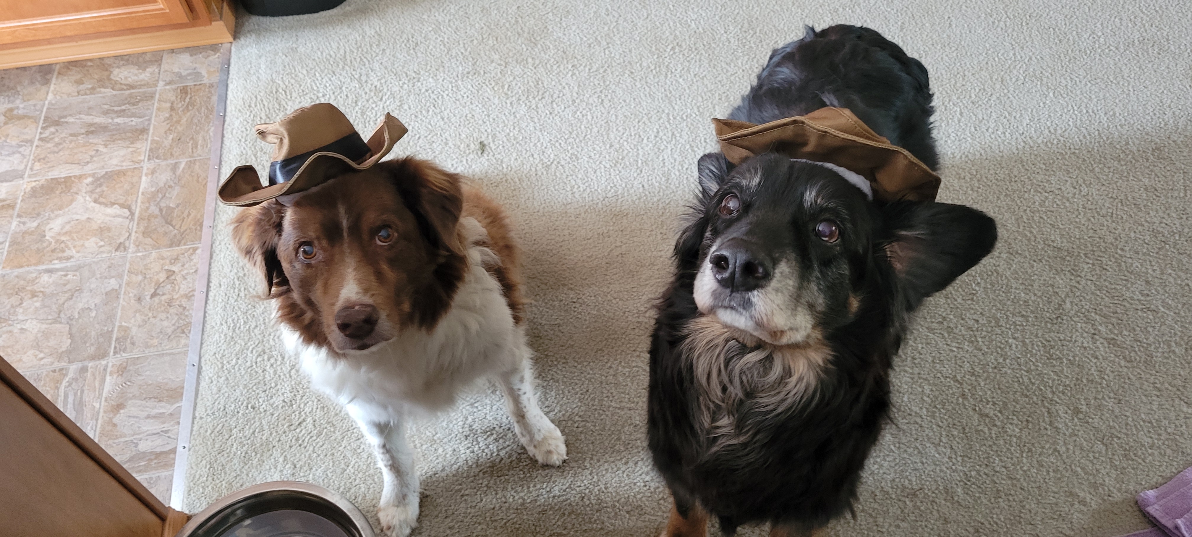Koda and Chasm wearing cowboy hats, 2025