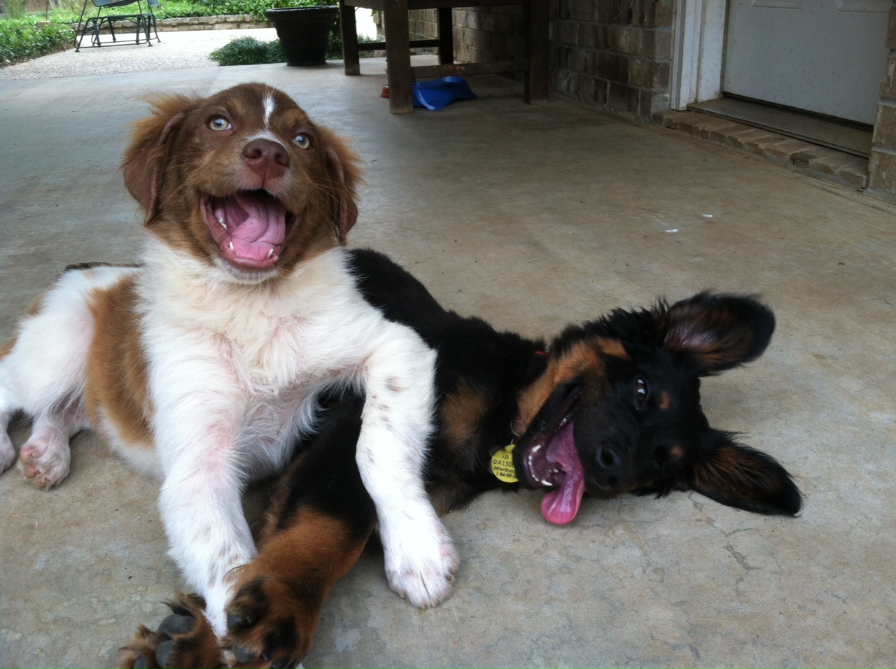 Koda and Chasm as babies, 2012