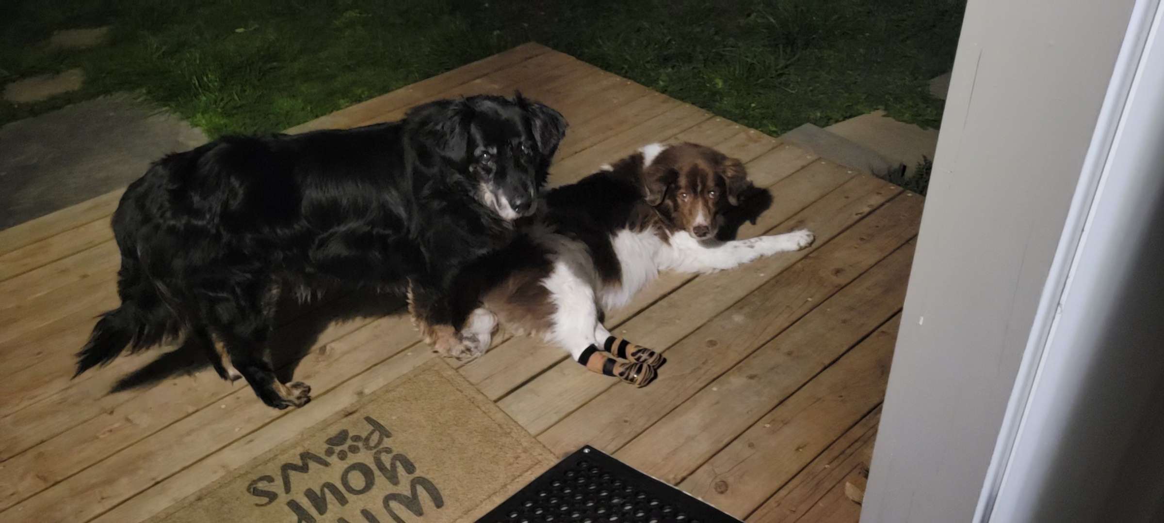 Chasm and Koda on the back porch, 2026